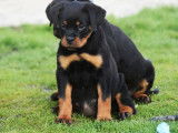 2 chiots femelles Rottweilers LOF à vendre