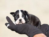&Agrave; r&eacute;server, 2 chiots femelles Boston Terrier (LOF)