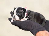 &Agrave; r&eacute;server, 2 chiots femelles Boston Terrier (LOF)