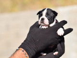 &Agrave; r&eacute;server, 2 chiots femelles Boston Terrier (LOF)