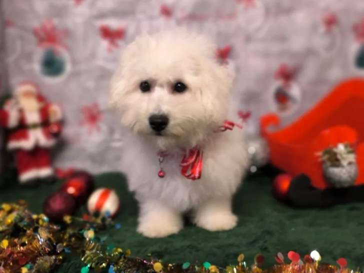 1 chiot mâle Bichon Frisé blanc à vendre (LOF)