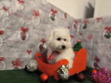 1 chiot mâle Bichon Frisé blanc à vendre (LOF)