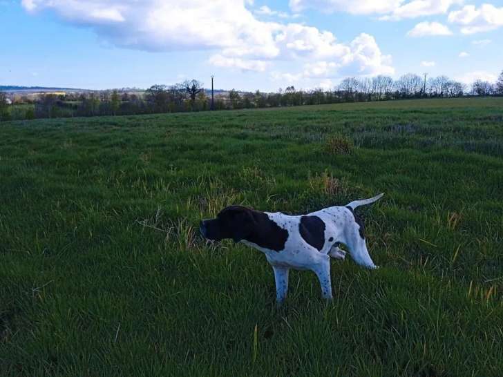 Chien mâle Pointer Anglais noir et blanc LOF à vendre