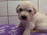 Chiots Golden Retriever à réserver (LOF)