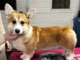 Chien mâle Welsh Corgi Pembroke disponible pour saillie (LOF)
