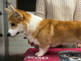 Chien mâle Welsh Corgi Pembroke disponible pour saillie (LOF)