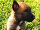 7 chiots Berger Belge Malinois &agrave; r&eacute;server (LOF)