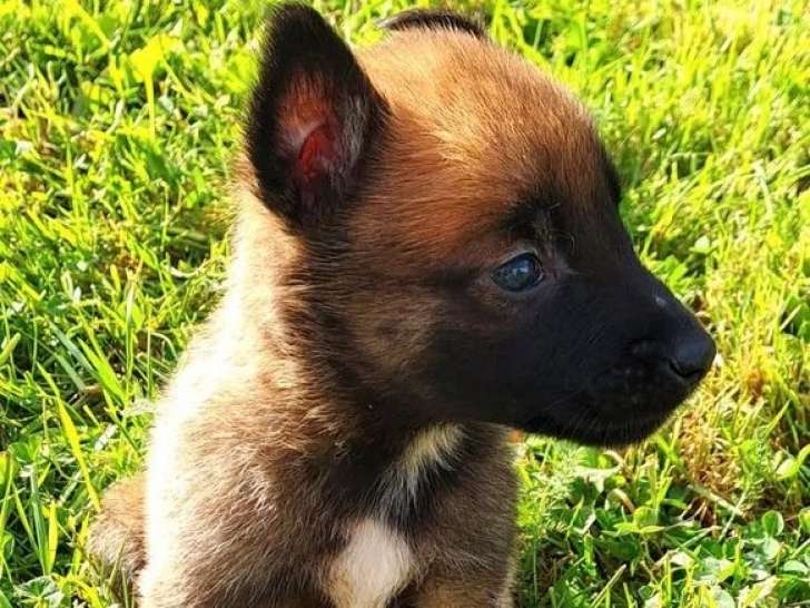 7 chiots Berger Belge Malinois à réserver (LOF)
