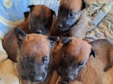 7 chiots Berger Belge Malinois à réserver (LOF)