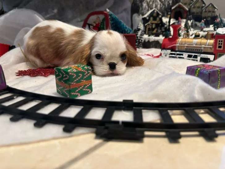 1 chiot mâle Cavalier King Charles LOF à réserver