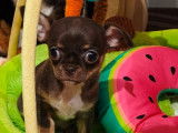 2 chiots femelles Chihuahuas LOF &agrave; vendre, pelage chocolat et blanc, n&eacute;es en octobre 2025