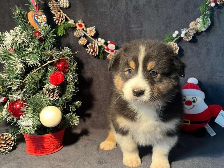 Mâle noir tricolore queue longue