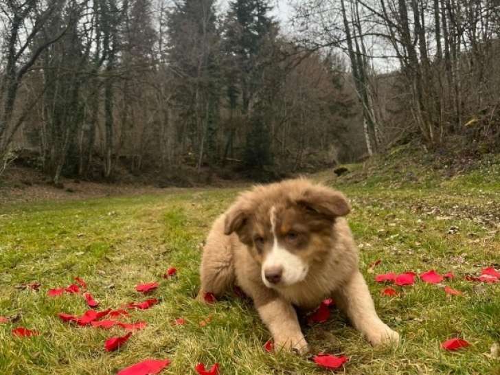 Femelle rouge tricolore queue courte naturelle ABBIE