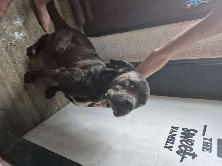 Chienne adulte de race Cane Corso à vendre