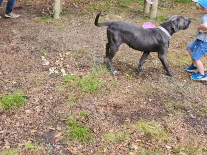 Chienne adulte de race Cane Corso à vendre