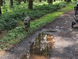 Chienne adulte de race Cane Corso à vendre