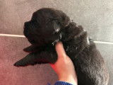 6 chiots Terre-Neuve LOF à vendre