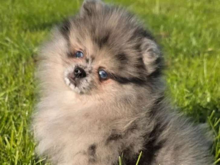 1 chiot mâle Spitz Nain disponible à la réservation (LOF)