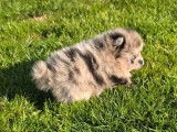 1 chiot mâle Spitz Nain disponible à la réservation (LOF)