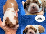 4 chiots m&acirc;les Cavalier King Charles &agrave; r&eacute;server (LOF)