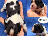 4 chiots m&acirc;les Cavalier King Charles &agrave; r&eacute;server (LOF)