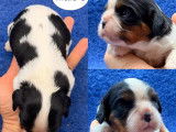 4 chiots m&acirc;les Cavalier King Charles &agrave; r&eacute;server (LOF)
