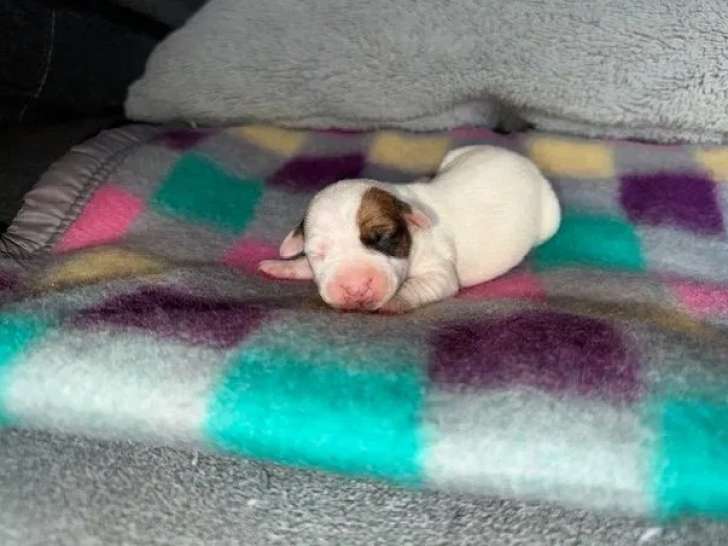 4 chiots Jack Russell Terrier à acheter (LOF)