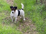 4 chiots Jack Russell Terrier à acheter (LOF)