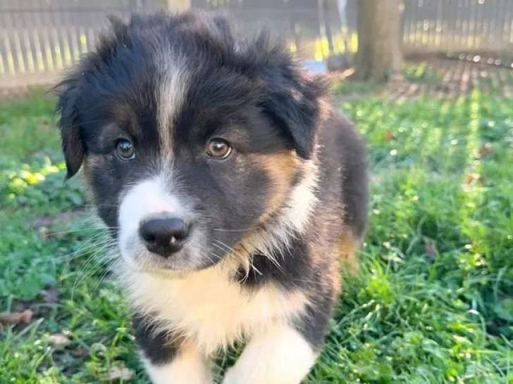 1 chiot mâle Berger Australien à vendre (LOF)