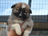 Chiots Berger Islandais disponibles &agrave; la r&eacute;servation (LOF)