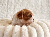 3 chiots Cavalier King Charles LOF &agrave; vendre