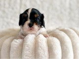 3 chiots Cavalier King Charles LOF &agrave; vendre