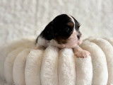 3 chiots Cavalier King Charles LOF &agrave; vendre