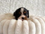 3 chiots Cavalier King Charles LOF &agrave; vendre