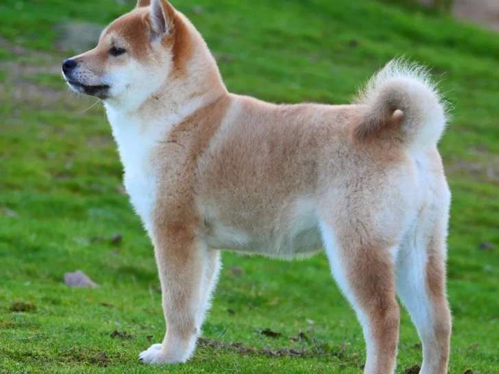 À vendre, chiots femelles Shiba Inu LOF