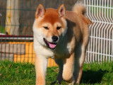 À vendre, chiots femelles Shiba Inu LOF