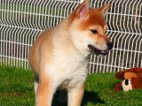 À vendre, chiots femelles Shiba Inu LOF