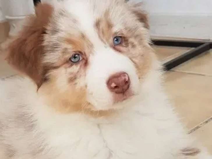 Des chiots Berger Australien disponibles à la vente (LOF)