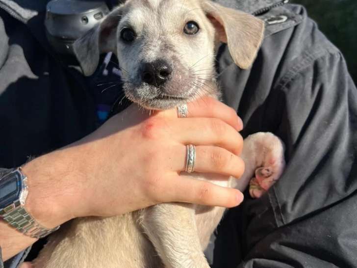 Lucie, chiot à adopter en association