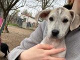 Lucie, chiot &agrave; adopter en association