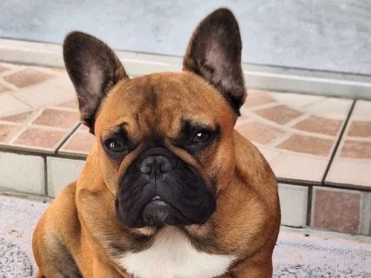 Une chienne Bouledogue Français fauve rouge à vendre (LOF)