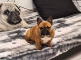 Une chienne Bouledogue Français fauve rouge à vendre (LOF)