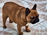 Une chienne Bouledogue Français fauve rouge à vendre (LOF)