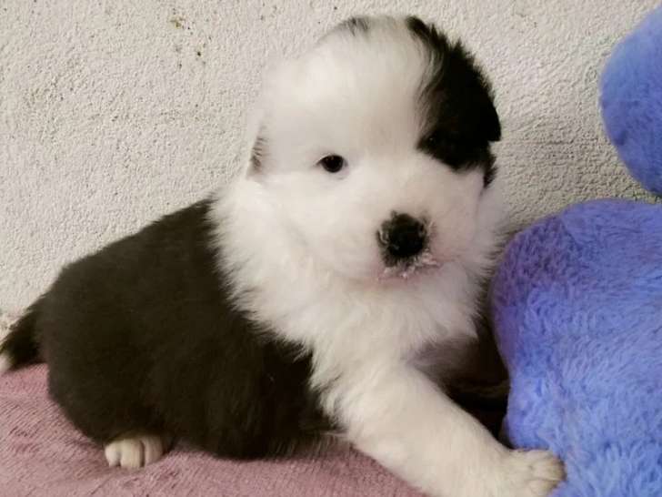 6 chiots Berger Australien disponibles à l’achat (LOF)