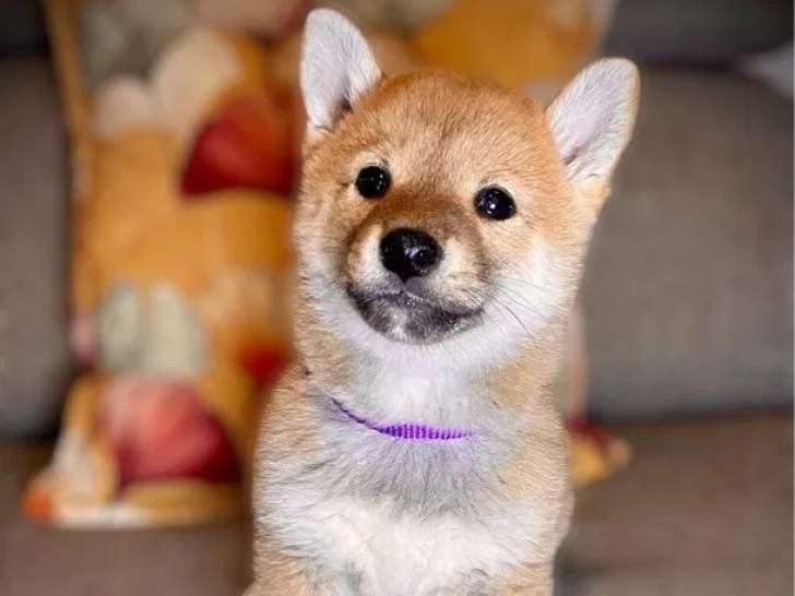 3 chiots Shiba Inu disponibles à la réservation (LOF)