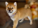 3 chiots Shiba Inu disponibles à la réservation (LOF)