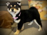 3 chiots Shiba Inu disponibles à la réservation (LOF)