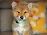 3 chiots Shiba Inu disponibles à la réservation (LOF)