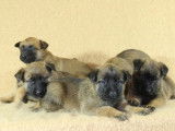 Chiots Berger Belge Malinois &agrave; r&eacute;server (LOF)