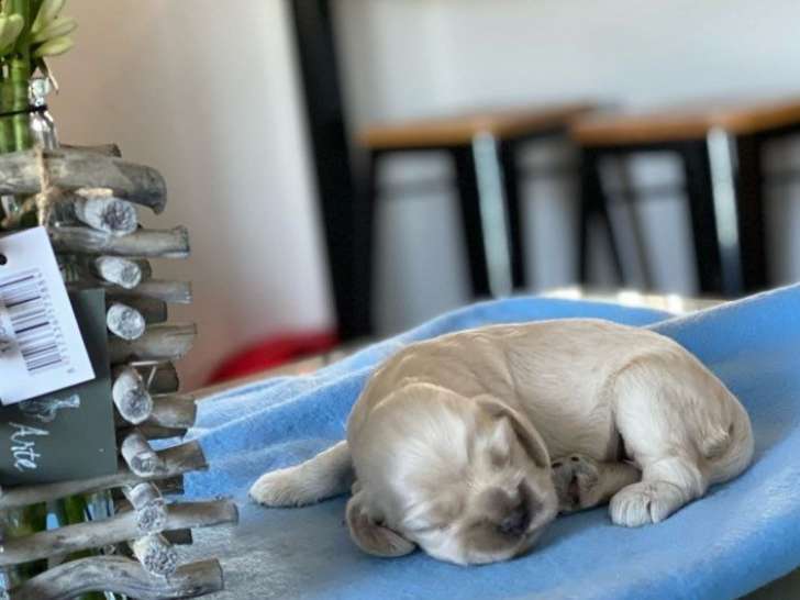 Des chiots Cockers Américains LOF nés en novembre 2025 disponibles à la réservation